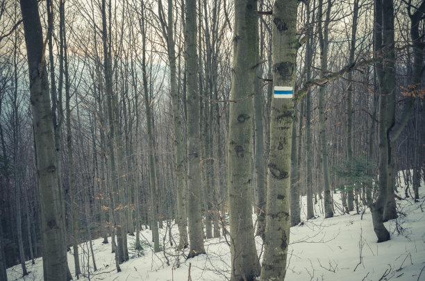 波兰喀尔巴阡树上的蓝色小径标志图片下载