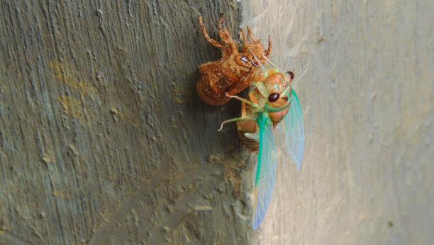 蝉的诞生图片下载
