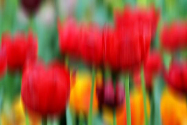 花模糊和移动图片下载