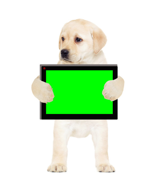 小狗，平板电脑，绿色屏幕图片下载