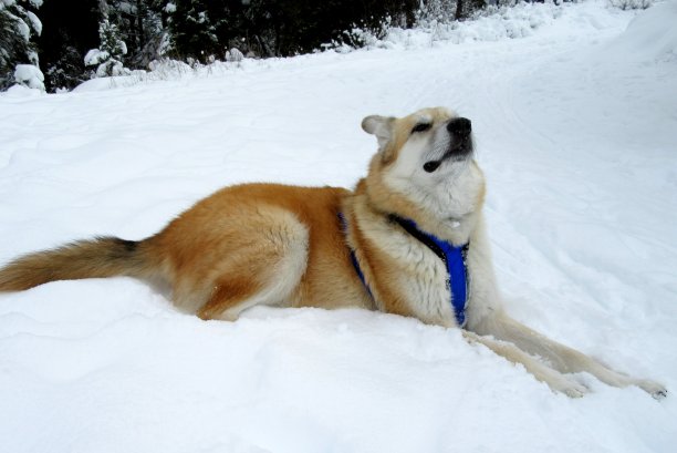 冬季滑雪马背上的混种狗图片下载