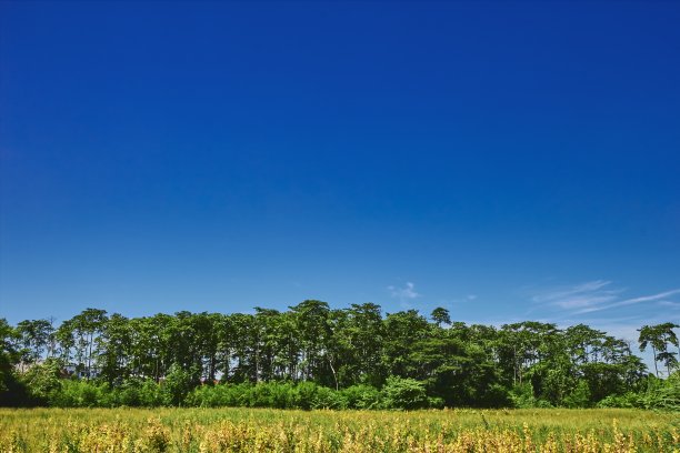 树和蔚蓝的天空图片下载