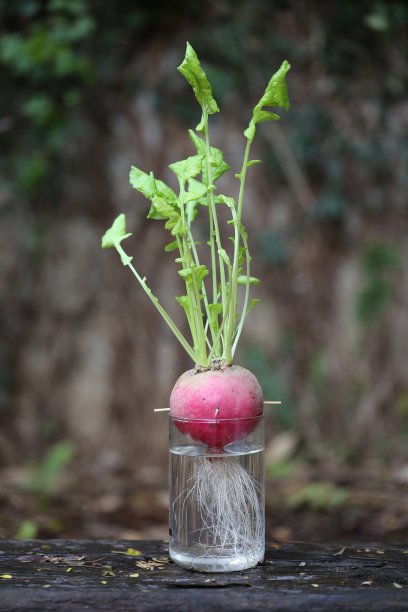 萝卜的叶子图片下载
