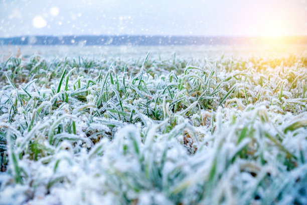 绿油油的草地上覆盖着霜冻。图片下载