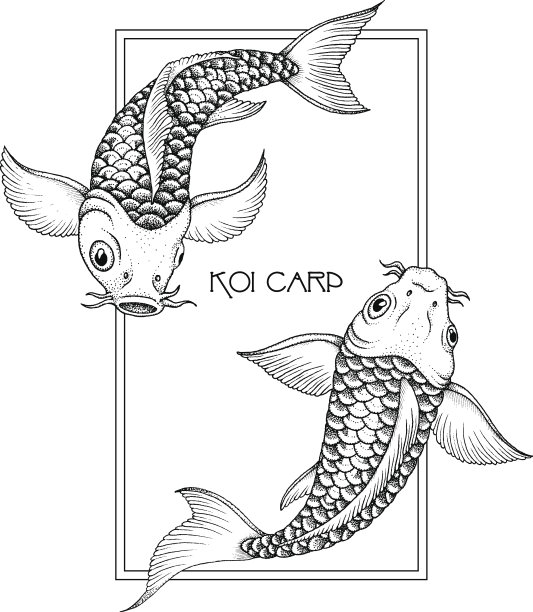 日本锦鲤。手绘墨水矢量插图素材图片