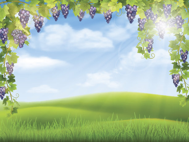 葡萄与乡村景观图片下载