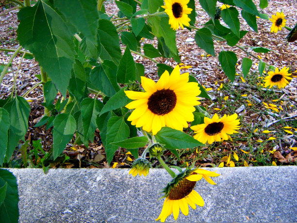 黑眼苏珊图片下载