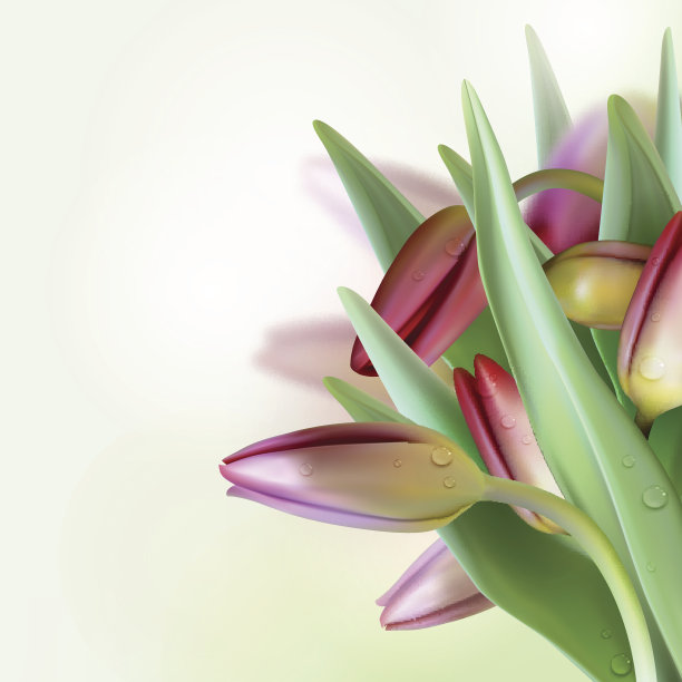 花卉背景与郁金香图片下载