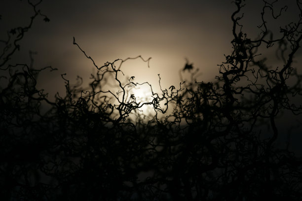 榛子软木背景图片下载