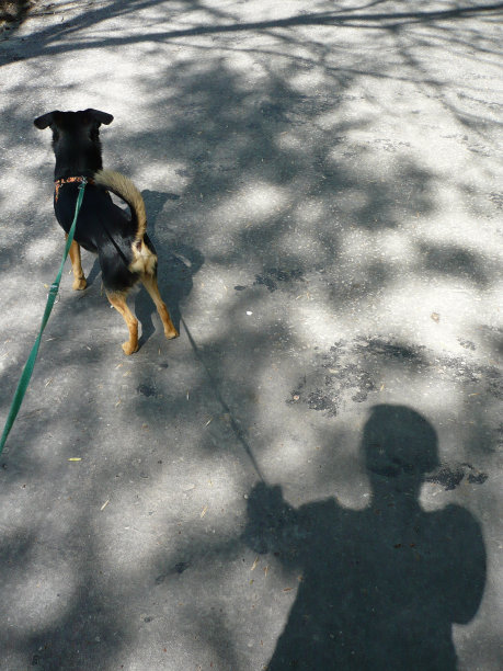 散步的狗图片下载