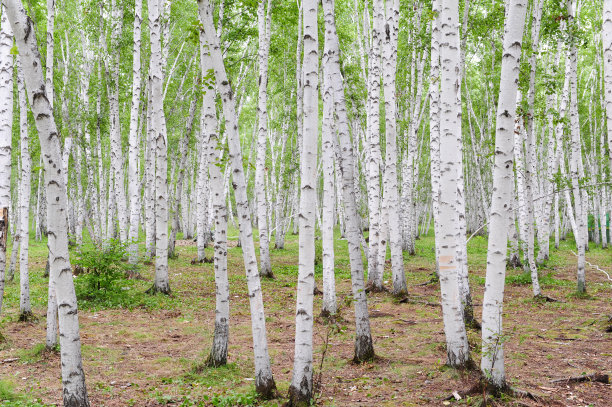 白色桦树在草甸中图片下载