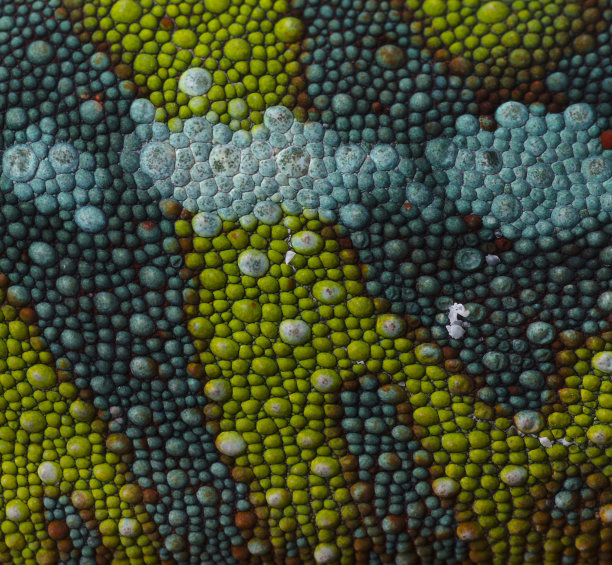 变色龙的皮肤图片下载