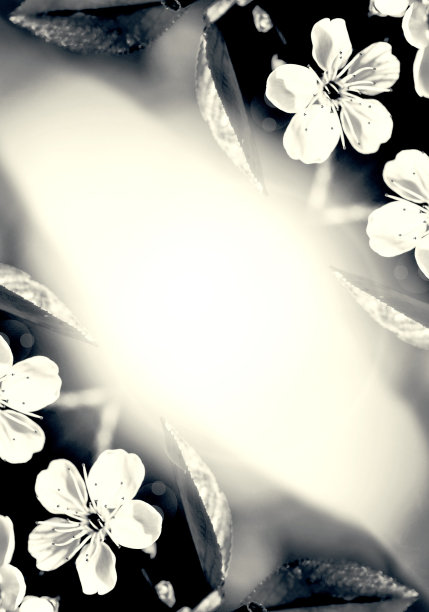 盛开的樱桃特写图片下载