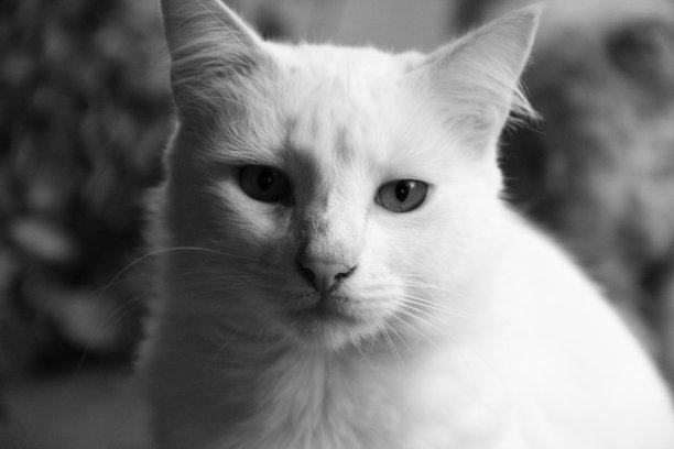 猫面临图片下载