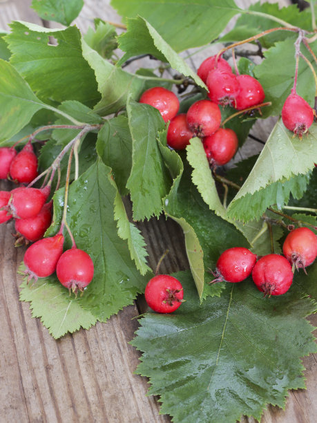 秋天的木制背景与山楂浆果素材图片