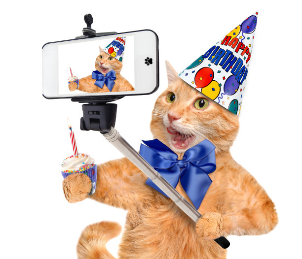 小猫用手机自拍生日贺卡素材图片