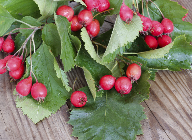 秋天的木制背景与山楂浆果图片下载