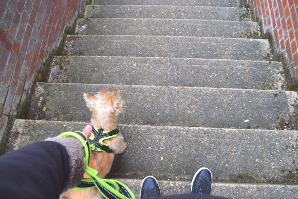 带角度的遛狗镜头图片下载