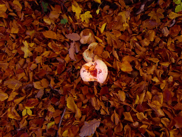 蘑菇的叶子图片下载