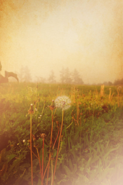 草地上的蒲公英图片下载