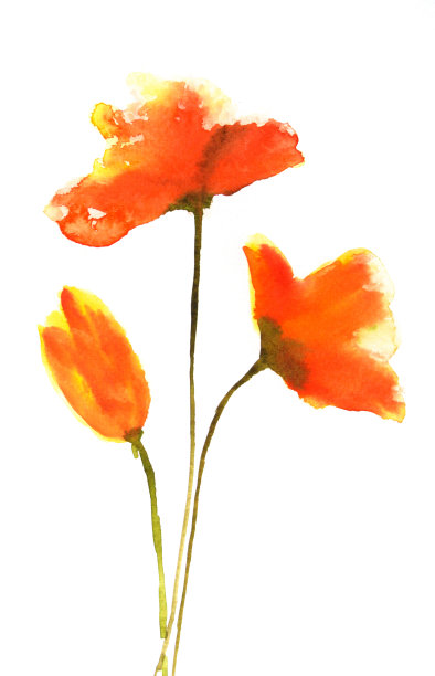 红色郁金香图片下载