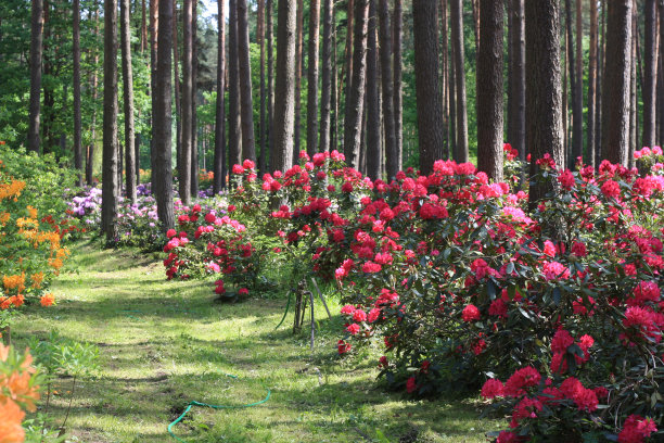 盛开的杜鹃花园图片下载