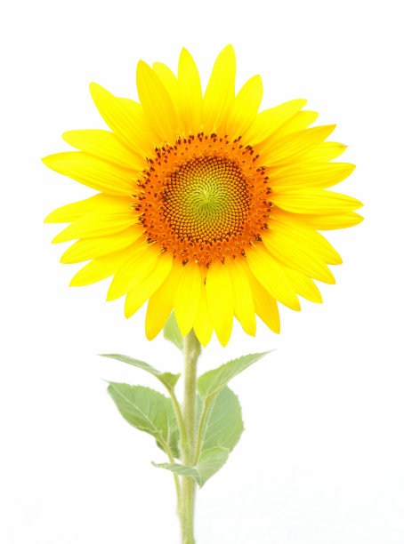 向日葵图片下载