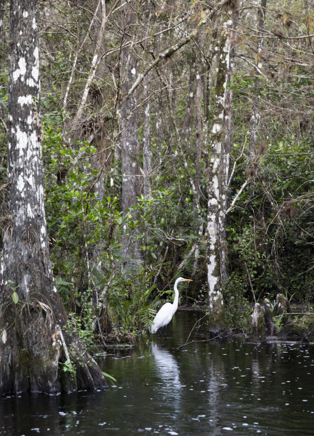 佛罗里达大白鹭图片下载