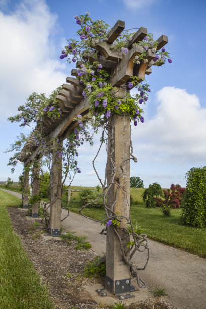 格子上的紫藤图片下载