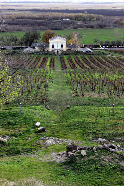 葡萄园图片下载