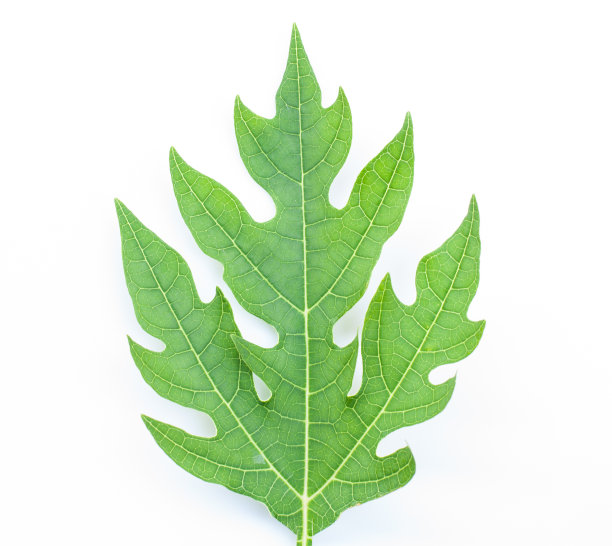 绿叶孤立图片下载