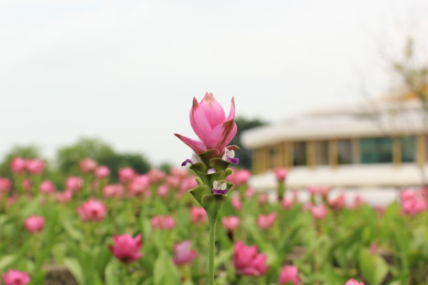 姜黄在泰国开花图片下载