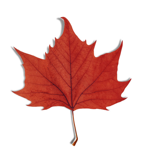 红叶作为秋天的象征孤立于白色之上图片下载