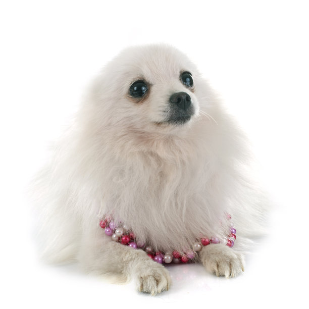 波美拉尼亚的猎犬图片下载