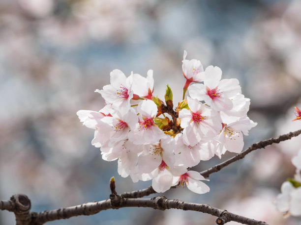 美丽的樱花盛开在同济大学，中国上海。图片下载