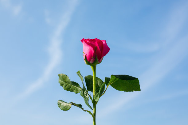 红玫瑰图片下载