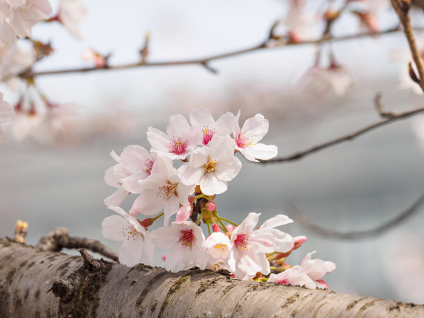 美丽的樱花盛开在同济大学，中国上海。图片下载