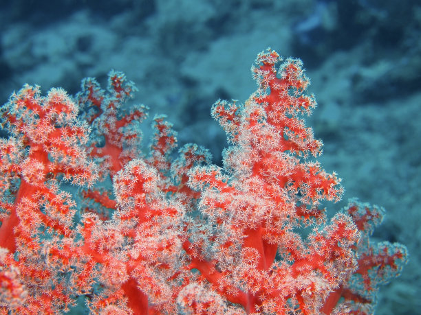 软珊瑚图片下载