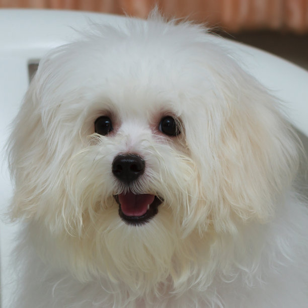 西施犬繁殖小狗图片下载