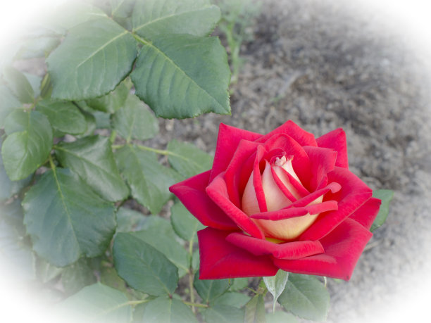 红玫瑰图片下载