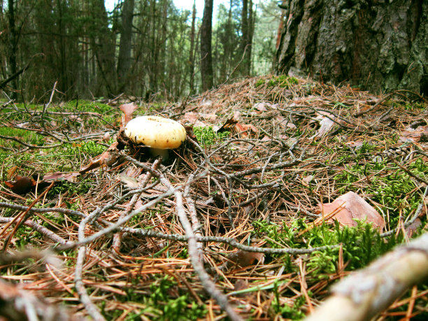 森林蘑菇图片下载