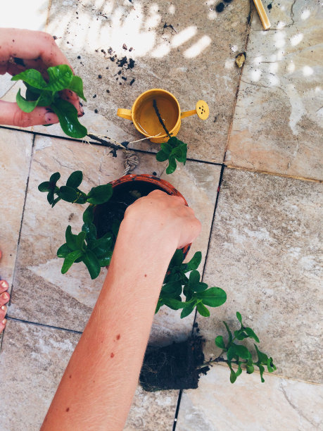 在阳光明媚的日子里与家人一起园艺图片下载