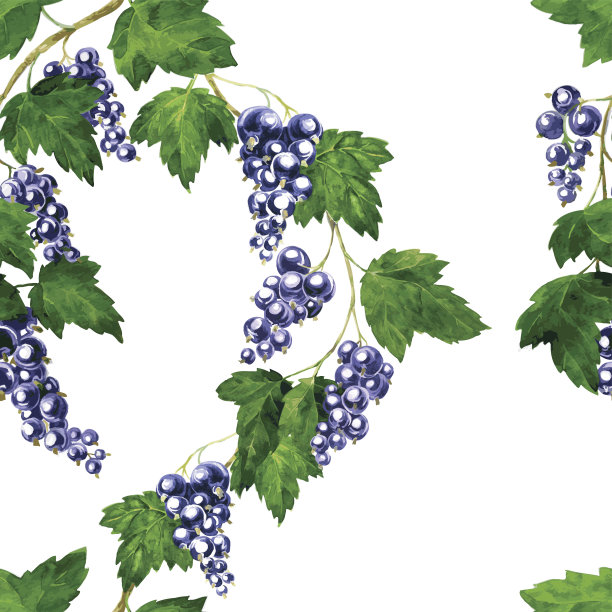 无缝模式与黑加仑图片下载