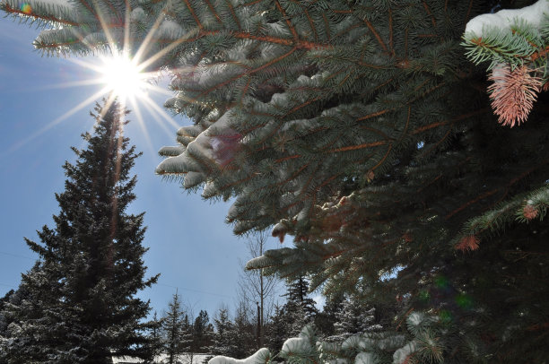 树的明星图片下载