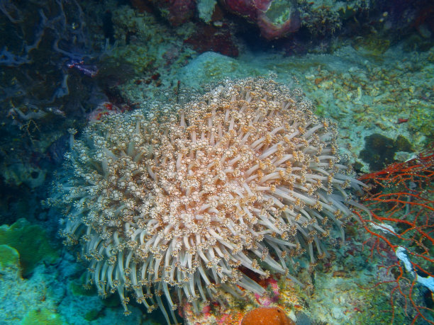 软珊瑚图片下载