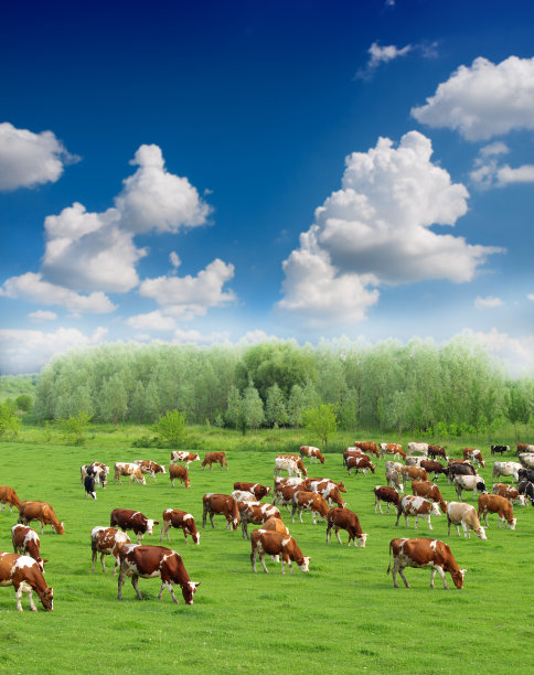 绿色草地上的奶牛图片下载