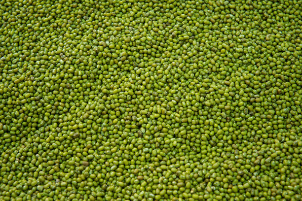 绿豆种子图片下载