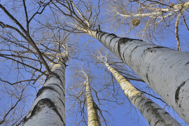 蓝天下美丽的桦树图片下载