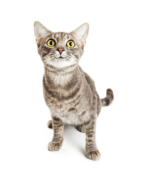 快乐微笑的小猫咪表达眼睛素材图片