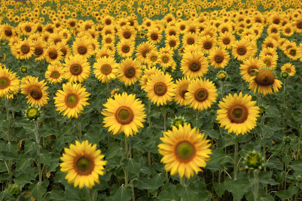 向日葵图片下载